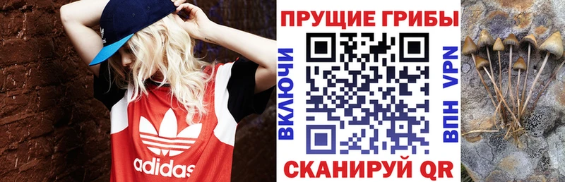Галлюциногенные грибы GOLDEN TEACHER где купить Королёв